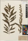 Foto von Salix humilis Marshall x Salix sericea Marshall